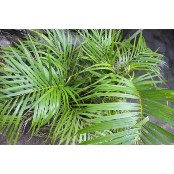 Areca Palm Plant
